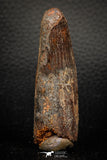 05605 - Well Preserved 2.60 Inch Spinosaurus Dinosaur Tooth Cretaceous