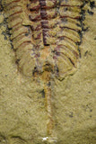 21057 - Top Rare Apatokephalus cf. incisus Lower Ordovician Trilobite Fezouata Fm