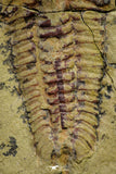 21057 - Top Rare Apatokephalus cf. incisus Lower Ordovician Trilobite Fezouata Fm