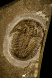 30112 - Top Rare Stella demissa Middle Cambrian Trilobite Siberia Russia