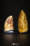 05639 - Great Collection of 2 Abelisaur Dinosaur Teeth Cretaceous KemKem Beds