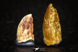 05639 - Great Collection of 2 Abelisaur Dinosaur Teeth Cretaceous KemKem Beds