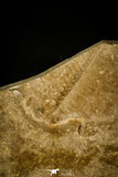 30112 - Top Rare Stella demissa Middle Cambrian Trilobite Siberia Russia