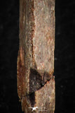 07077 - Museum Grade 3.48 Inch Alanqa saharica Cretaceous Azhdarchid Pterosaur Dentary Bone