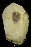 21058 - New Species Symphysurus ebbestadi n. sp. Lower Ordovician Fezouata Fm