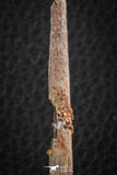 07077 - Museum Grade 3.48 Inch Alanqa saharica Cretaceous Azhdarchid Pterosaur Dentary Bone