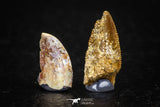 05639 - Great Collection of 2 Abelisaur Dinosaur Teeth Cretaceous KemKem Beds