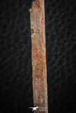 07077 - Museum Grade 3.48 Inch Alanqa saharica Cretaceous Azhdarchid Pterosaur Dentary Bone