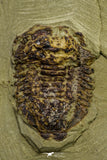 21058 - New Species Symphysurus ebbestadi n. sp. Lower Ordovician Fezouata Fm