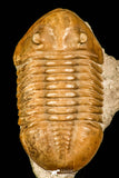 30113 - Well Preserved 2.83 Inch Asaphus expansus Middle Ordovician Trilobite - Russia