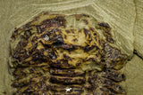 21058 - New Species Symphysurus ebbestadi n. sp. Lower Ordovician Fezouata Fm