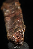 07077 - Museum Grade 3.48 Inch Alanqa saharica Cretaceous Azhdarchid Pterosaur Dentary Bone