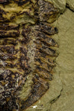 21058 - New Species Symphysurus ebbestadi n. sp. Lower Ordovician Fezouata Fm