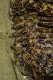 21058 - New Species Symphysurus ebbestadi n. sp. Lower Ordovician Fezouata Fm