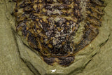 21058 - New Species Symphysurus ebbestadi n. sp. Lower Ordovician Fezouata Fm
