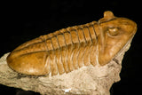 30113 - Well Preserved 2.83 Inch Asaphus expansus Middle Ordovician Trilobite - Russia