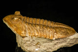 30113 - Well Preserved 2.83 Inch Asaphus expansus Middle Ordovician Trilobite - Russia