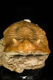 30113 - Well Preserved 2.83 Inch Asaphus expansus Middle Ordovician Trilobite - Russia