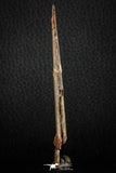 07078 - Museum Grade 3.68 Inch Alanqa saharica Cretaceous Azhdarchid Pterosaur Dentary Bone