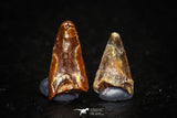 05640 - Great Collection of 2 Pterosaur (Coloborhynchus) Teeth Cretaceous KemKem Beds