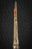 07078 - Museum Grade 3.68 Inch Alanqa saharica Cretaceous Azhdarchid Pterosaur Dentary Bone