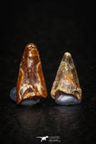 05640 - Great Collection of 2 Pterosaur (Coloborhynchus) Teeth Cretaceous KemKem Beds