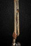 07078 - Museum Grade 3.68 Inch Alanqa saharica Cretaceous Azhdarchid Pterosaur Dentary Bone