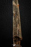 07078 - Museum Grade 3.68 Inch Alanqa saharica Cretaceous Azhdarchid Pterosaur Dentary Bone