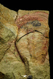 21059 - Top Rare Harpides sp Lower Ordovician Trilobite Fezouata Fm