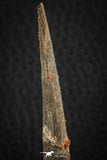 07078 - Museum Grade 3.68 Inch Alanqa saharica Cretaceous Azhdarchid Pterosaur Dentary Bone