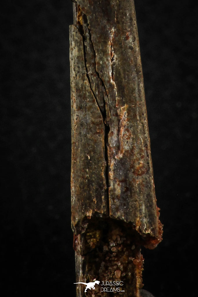Museum Grade 3.68 Inch Alanqa saharica Cretaceous Azhdarchid Pterosaur ...