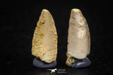 05641 - Great Collection of 2 Abelisaur Dinosaur Teeth Cretaceous KemKem Beds