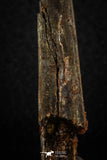 07078 - Museum Grade 3.68 Inch Alanqa saharica Cretaceous Azhdarchid Pterosaur Dentary Bone