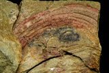 21059 - Top Rare Harpides sp Lower Ordovician Trilobite Fezouata Fm