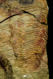 21059 - Top Rare Harpides sp Lower Ordovician Trilobite Fezouata Fm