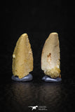 05641 - Great Collection of 2 Abelisaur Dinosaur Teeth Cretaceous KemKem Beds