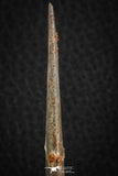 07078 - Museum Grade 3.68 Inch Alanqa saharica Cretaceous Azhdarchid Pterosaur Dentary Bone