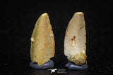 05641 - Great Collection of 2 Abelisaur Dinosaur Teeth Cretaceous KemKem Beds