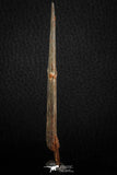 07078 - Museum Grade 3.68 Inch Alanqa saharica Cretaceous Azhdarchid Pterosaur Dentary Bone