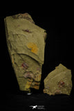 21060 - Rare Parabathycheilus cf. gallicus Lower Ordovician Fezouata Fm