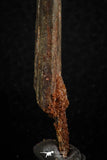 07078 - Museum Grade 3.68 Inch Alanqa saharica Cretaceous Azhdarchid Pterosaur Dentary Bone