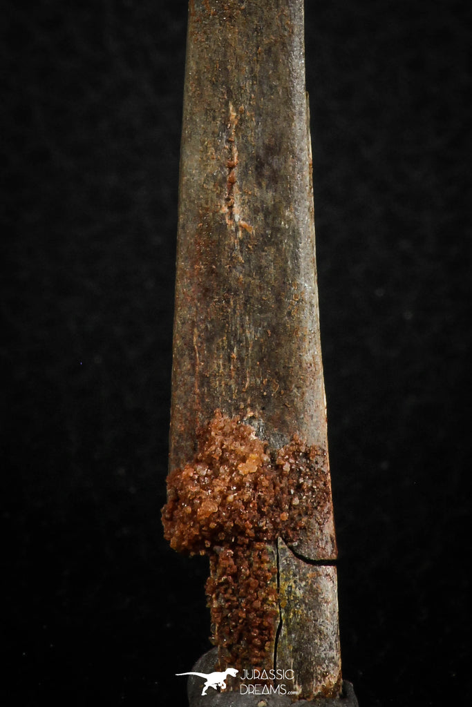 Museum Grade 3.68 Inch Alanqa saharica Cretaceous Azhdarchid Pterosaur ...