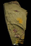 21060 - Rare Parabathycheilus cf. gallicus Lower Ordovician Fezouata Fm