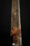 07078 - Museum Grade 3.68 Inch Alanqa saharica Cretaceous Azhdarchid Pterosaur Dentary Bone