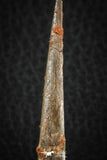 07078 - Museum Grade 3.68 Inch Alanqa saharica Cretaceous Azhdarchid Pterosaur Dentary Bone