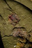 21060 - Rare Parabathycheilus cf. gallicus Lower Ordovician Fezouata Fm