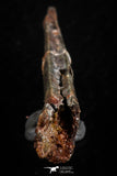 07078 - Museum Grade 3.68 Inch Alanqa saharica Cretaceous Azhdarchid Pterosaur Dentary Bone