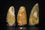 05642 - Great Collection of 3 Abelisaur Dinosaur Teeth Cretaceous KemKem Beds