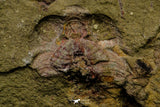 21060 - Rare Parabathycheilus cf. gallicus Lower Ordovician Fezouata Fm