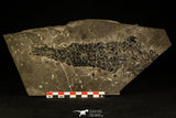 30063 - Devonian Lobed-Fin Fish (Osteolepis macrolepidotus) - Scotland